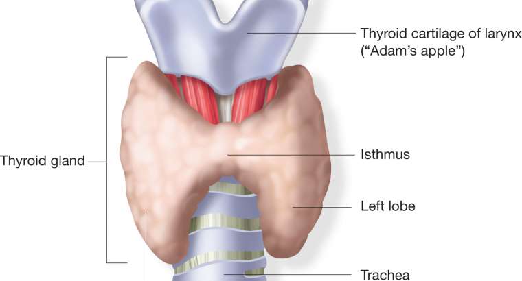 Guatr Nedir? Belirtileri ve Teşhis Yöntemleri Nelerdir?