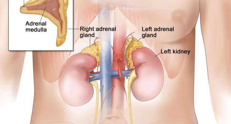 Adrenal (Böbreküstü) Bezler Ne İşe Yarar? Cerrahi Gerektiren Durumlar Nelerdir?